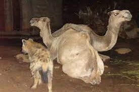 Magtii waraabaha meel hala saarro