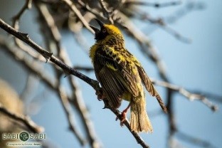 Kuye! Shimbiraha waynu iska hoynaynaa!