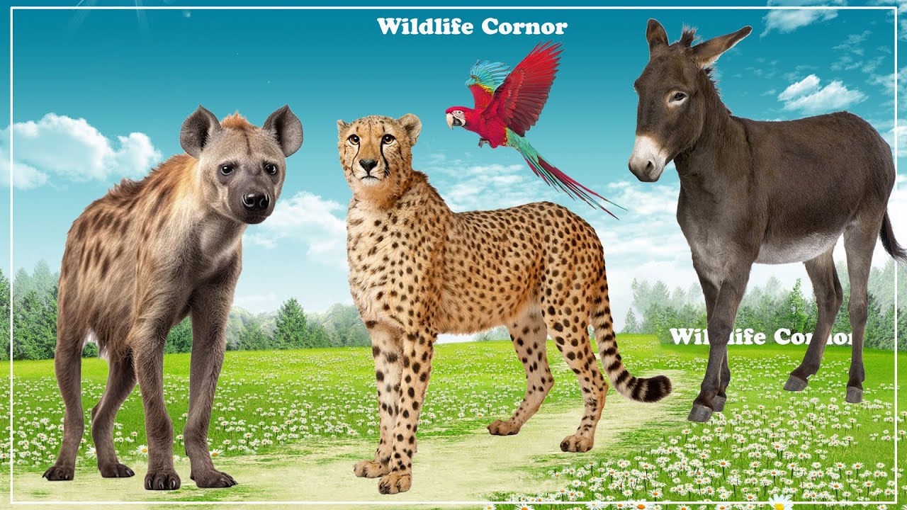 Xikmadda Suugaanta Caalamka bal aynu eegno maanta